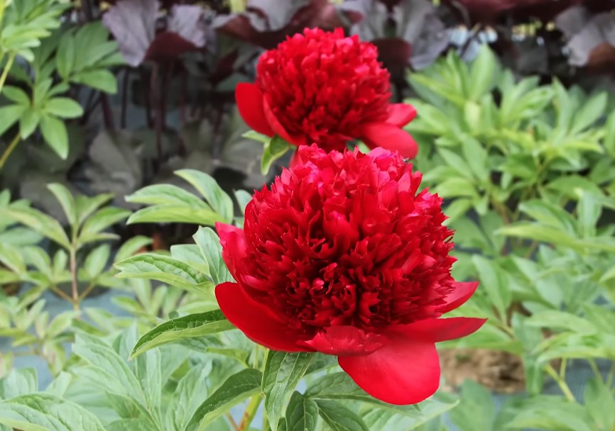 Как сажать пионы осенью для долгого цветения