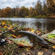 Вода резко остыла: на какие глубины ушла вся крупная рыба и как её оттуда достать
