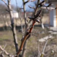 Весенний уход за садом или дачей на вашем участке