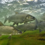 Чир, или щекур (лат. Coregonus nasus)