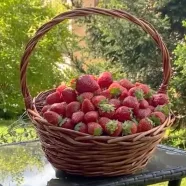 Секреты выращивания клубники