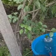 Как поливать огород из бочки без насоса