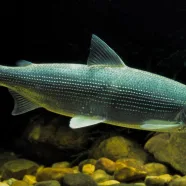 Муксун (лат. Coregonus muksun)