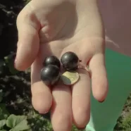 Секреты выращивания смородины