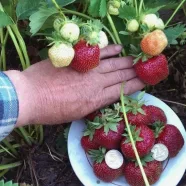 Эффективная подкормка и средство от вредителей для клубники