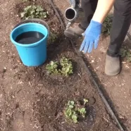 Уход за клубникой ранней весной