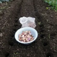 Чем заправить грядки под чеснок осенью?
