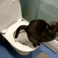 Как приучить кошку или кота к унитазу