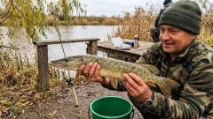 Забудьте про спиннинг: в октябре рыболовы заманивают щуку 1 простым дедовским трюком