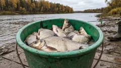 Не коряги и не мели: 4 скрытые точки на реке, где осенний лещ «пасется» перед самыми заморозками