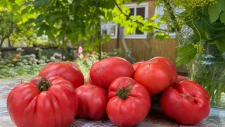 Мясистые помидоры размером с небольшую дыню: сорт, который удивляет дачников
