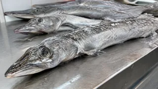 Ни запаха, ни костей, а вкус — как у креветки: в СССР эта рыба стоила считанные копейки, а сейчас — деликатес на праздник