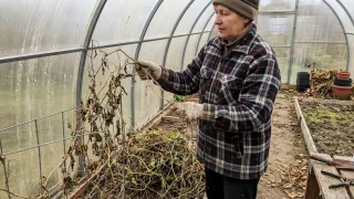 Вредители уже облюбовали теплицу: 4 главных шага с грунтом и каркасом, чтобы выгнать «гостей» до морозов