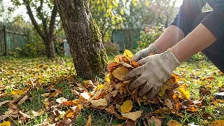 Опавшая листва: убирать или оставлять? Эксперты дали однозначный ответ