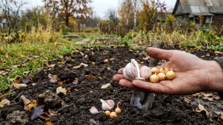 Не повторяйте эту ошибку на осенних грядках: почему озимый лук и чеснок сажают в разное время