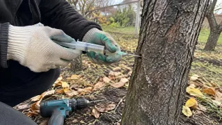 Спилить дерево — огромная ошибка: поросль попрет как бешеная: вношу 1 средство прямо под кору — и корням конец