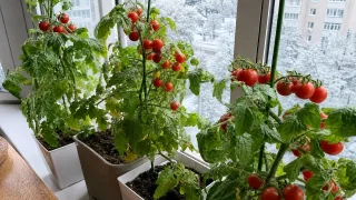 Свежие черри из цветочного горшка: сажаем 3 сорта сейчас, чтобы лопать свои помидорки в праздники