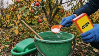 Беру 50 г соды на ведро воды и опрыскиваю яблоню: плоды румяные, а болезни не досаждают — как обработать дерево до листопада