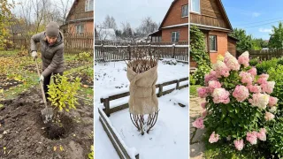 Снег еще не сошел, а гортензия уже готова цвести: кладу это в лунку в октябре — и весной куст как с картинки