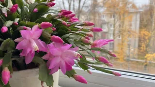 Полейте этим декабрист в ноябре — и бутонов будет больше, чем листьев: трюк для пышного цветения