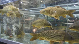 Карпа в дикой природе не существует, но в магазине он есть — кого тогда мы ловим на удочку?