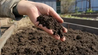 Рассыпаю по грядкам «латышскую» смесь — и весной земля как пух: 1 стакан вместо целой телеги навоза