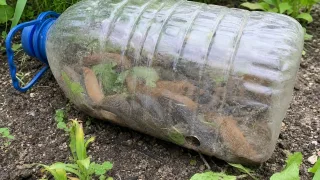 "Баклажка" на страже огорода: дедовский способ выманить наглых слизней с грядок
