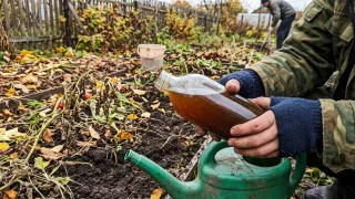 1 пузырёк на грядки — и весной лопата входит как в масло: рыхлая земля без гор навоза
