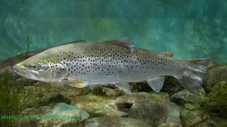 Морская форель (Salmotruttamorphatrutta)
