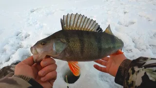 Ловля крупного окуня на мормышку. Якутия.