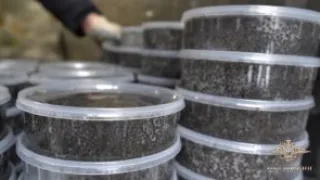 МВД России, реализация нелегально добытой черной икры