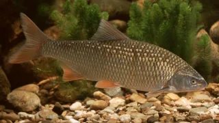 Язь (лат. Leuciscus idus)