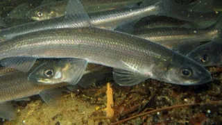 Тугун (лат. Coregonus tugun)