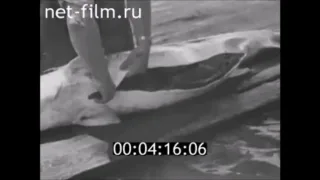 ФИЛЬМ ЧЕРНАЯ ИКРА. (1991) Об астраханских рыбацких тонях, о рейдах рыбоохраны