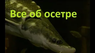 Диалоги о рыбалке - 192 - Осетр.