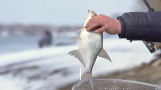 Пять правил для успешной ловли леща ранней весной по холодной воде