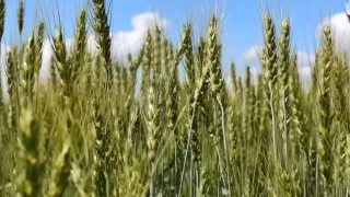 Рожь - лучший сидерат для посева в поздне-осенний период
