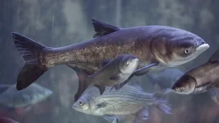 Толстолобики или толстолобы (лат. Hypophthalmichthys)