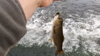 Нитчатые водоросли, водяной шёлк (шелковник)