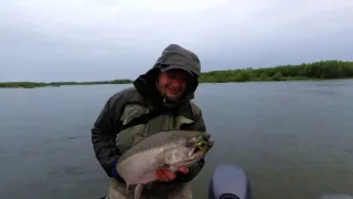 Чавыча Камчатская весна 2019
