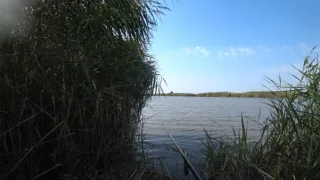Ловля на поплавок.  Прикормил и тут они, Карпы и Амуры, вместо Карасей.