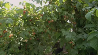 Умный малинник: сажаем малину так, как ей нравится