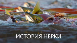 История нерки. Камчатка 2016
