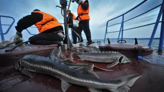 Ученые прикаспийских стран обсудили меры повышения эффективности воспроизводства осетровых