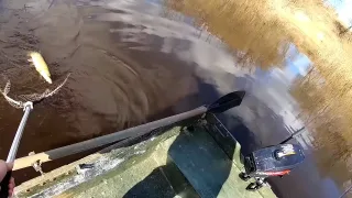 Когда лучше ловить весеннею щуку?