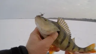 Лучшие зимние приманки для ловли окуня
