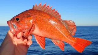 Морские окуни (лат. Sebastes)