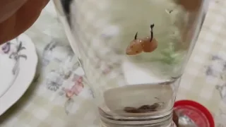 Как приготовить изюм для насадки на крючок