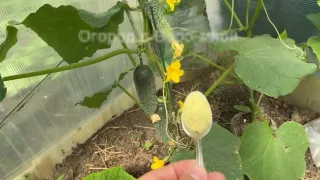 Три натуральные и очень эффективные подкормки для огурцов