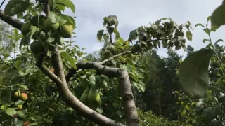 Как снизить высоту плодовых деревьев